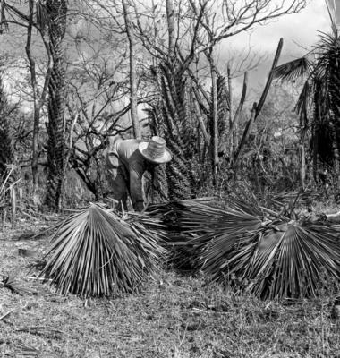 Extração e produção da Carnaúba