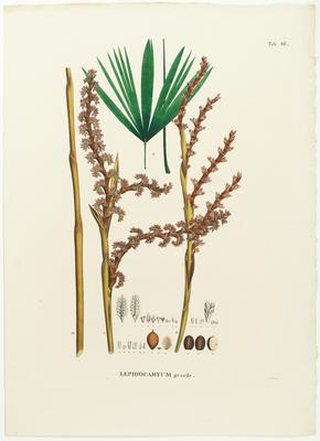 Lepidocaryum gracile