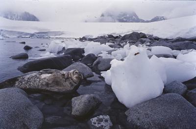 Aventuras de Igor na Antártida