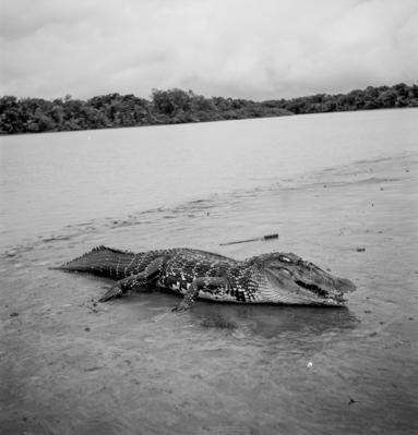 Caça de jacarés na Ilha Mexiana