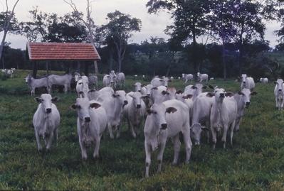 Gado - rebanho
