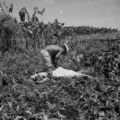 Caça de jacarés na Ilha Mexiana