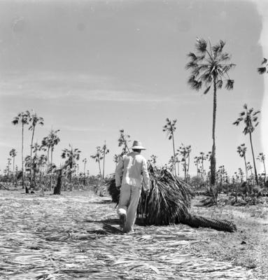 Extração e produção da Carnaúba