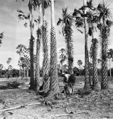 Extração e produção da Carnaúba