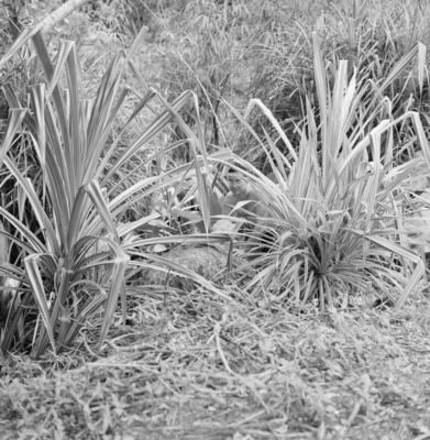 Flora, no Sítio Burle Marx