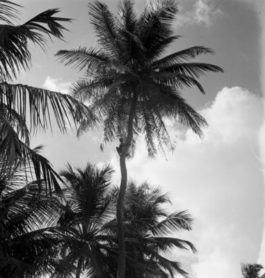 Jangadas e jangadeiros