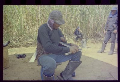 Produção de filme institucional sobre usinas de açúcar