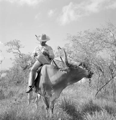 Vaqueiro - Ilha Mexiana
