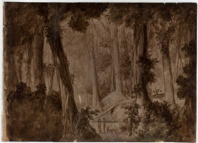 [Estudo para floresta brasileira]