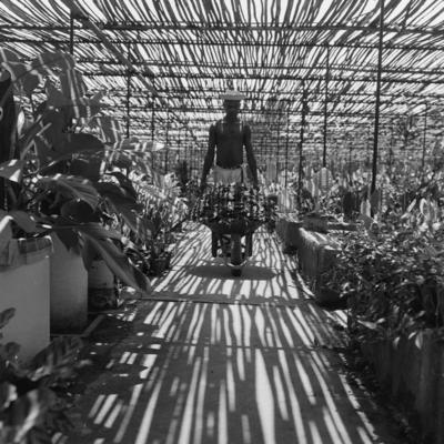 Funcionário do Sítio Burle Marx