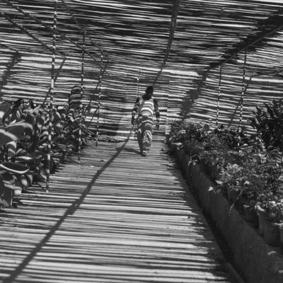 Funcionário do Sítio Burle Marx