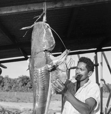 Ilha de Marajó, peixe