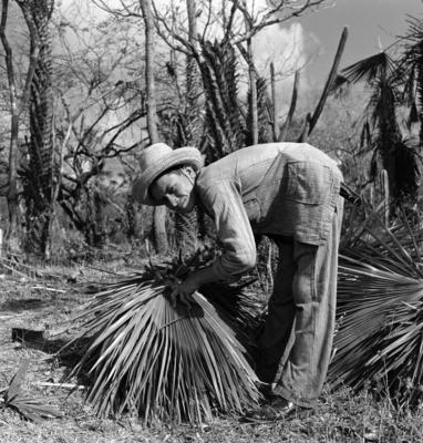 Extração e produção da Carnaúba