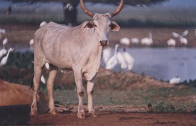 Gado e aves ao fundo