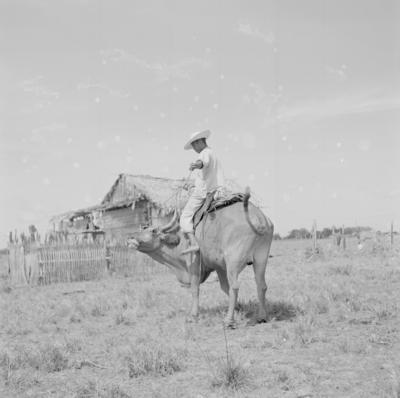Vaqueiro - Ilha Mexiana