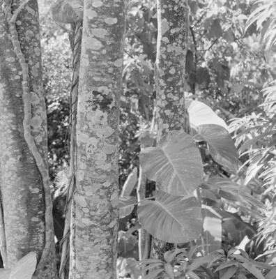 Flora no Sítio Burle Marx