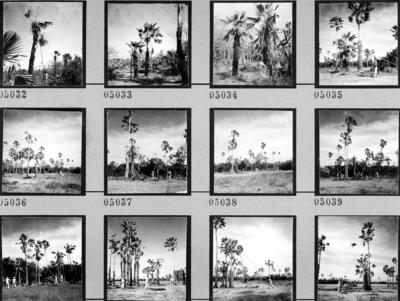 Extração e produção da Carnaúba