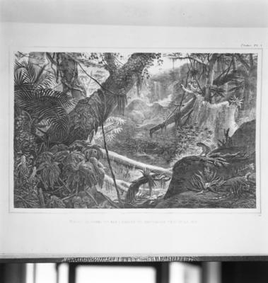 Vale da Serra do Mar, obra de Jean Baptiste Debret