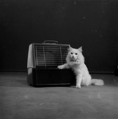 Campanha publicitária da agência Norton aquecedor General Electric - gato