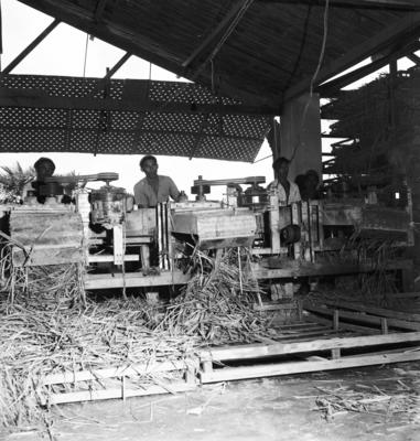 Extração e produção da Carnaúba