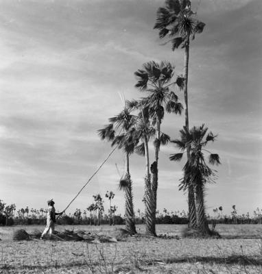 Extração e produção da Carnaúba