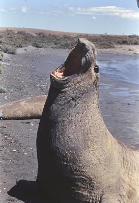 Aventuras de Igor na Antártida