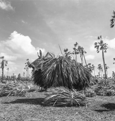 Extração e produção da Carnaúba, jumento