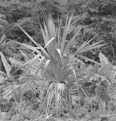 Flora, no Sítio Burle Marx
