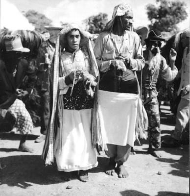 Bumba meu boi, festa popular