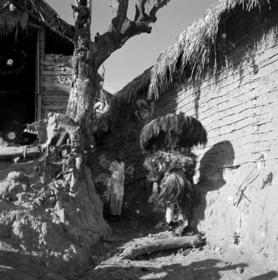 Bumba meu boi, festa popular