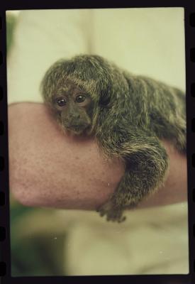 Parque de Noé, onde morava Marc van Roosmalen