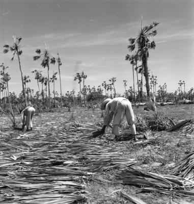 Extração e produção da Carnaúba