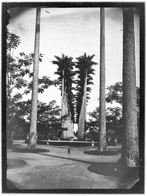 Alameda de Palmeiras no Jardim Botânico