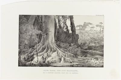 (Floresta cortada, com uma velha figueira, em São João Marcos, Província do Rio de Janeiro)