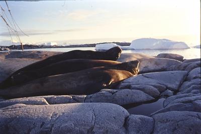 Aventuras de Igor na Antártida