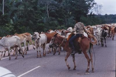 Boiadeiro conduz gado