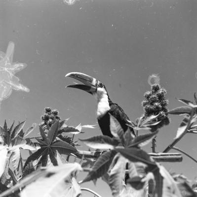 Expedição do SPI que estabeleceu os primeiros contatos com o povo Asuriní do Tocantins