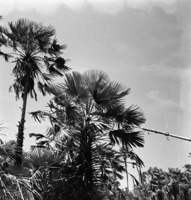 Extração e produção da Carnaúba