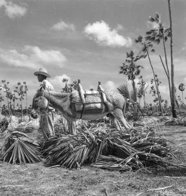 Extração e produção da Carnaúba