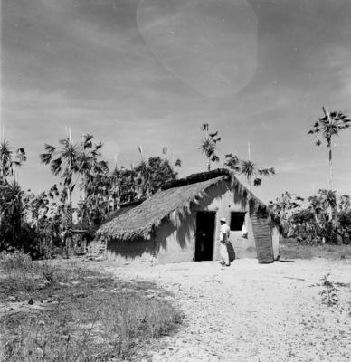 Extração e produção da Carnaúba