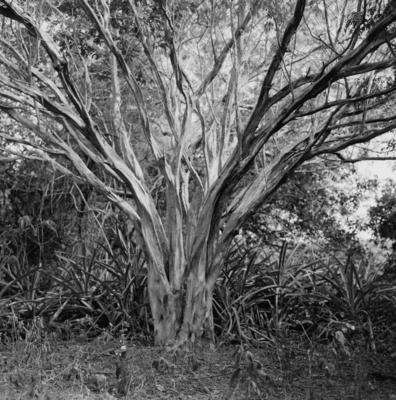 Flora no Sítio Burle Marx