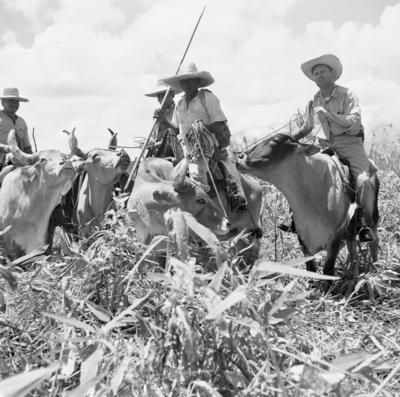 Gautherot com vaqueiros