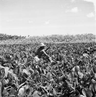 Caça de jacarés na Ilha Mexiana