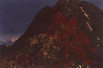 Aventuras de Igor na Antártida