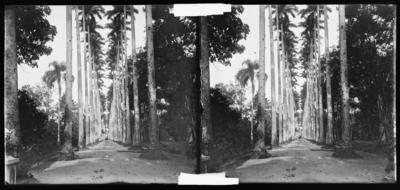 Jardim Botânico do Rio de Janeiro - Aléia Barbosa Rodrigues