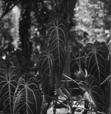 Flora do Jardim Botânico do Rio de Janeiro