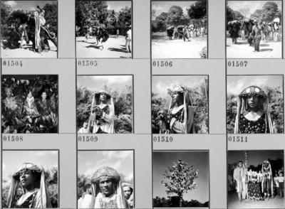 Bumba meu boi, festa popular