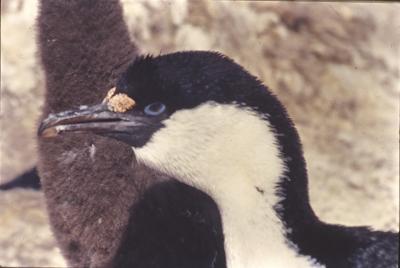 Aventuras de Igor na Antártida