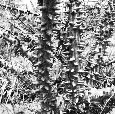 Flora no Sítio Burle Marx