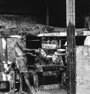 Extração e produção da Carnaúba